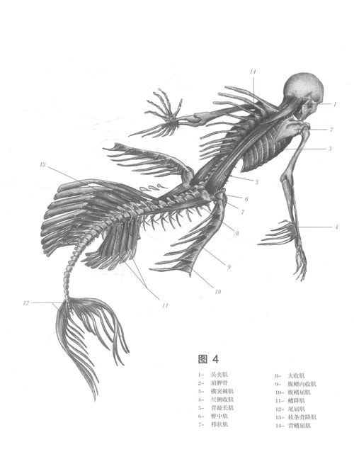 絕跡生物解剖 海塞壬在醫(yī)藥領(lǐng)域的技術(shù)開發(fā)前景