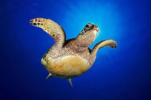 珍惜海洋資源，守護(hù)生命之藍(lán)——寫在6.8世界海洋日暨全國海洋宣傳日