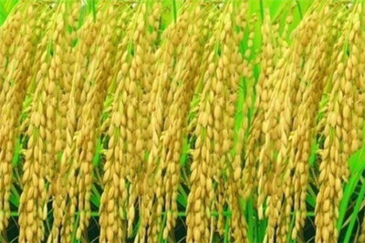 畝產1365公斤！袁隆平團隊雙季稻產量再創新高 為糧食安全再添保障